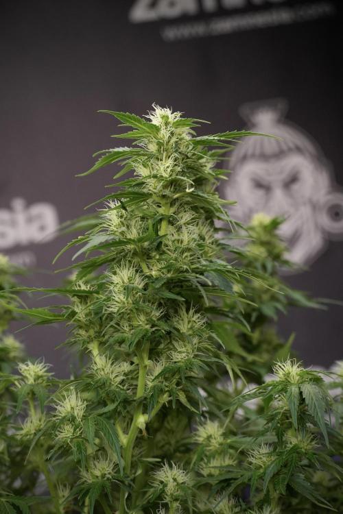 GMO Cookies Served with extra curiosity. Week 9 - GMO Cookies 