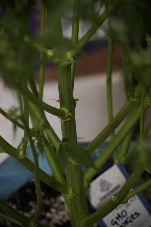 GMO Cookies Served with extra curiosity. Week 9 - GMO Cookies 