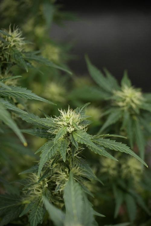 GMO Cookies Served with extra curiosity. Week 9 - GMO Cookies 