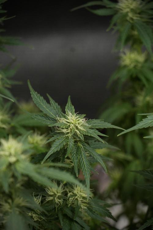 GMO Cookies Served with extra curiosity. Week 9 - GMO Cookies 