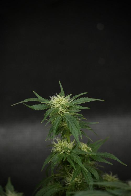 GMO Cookies Served with extra curiosity. Week 9 - GMO Cookies 