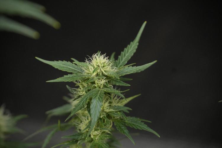 GMO Cookies Served with extra curiosity. Week 9 - GMO Cookies 