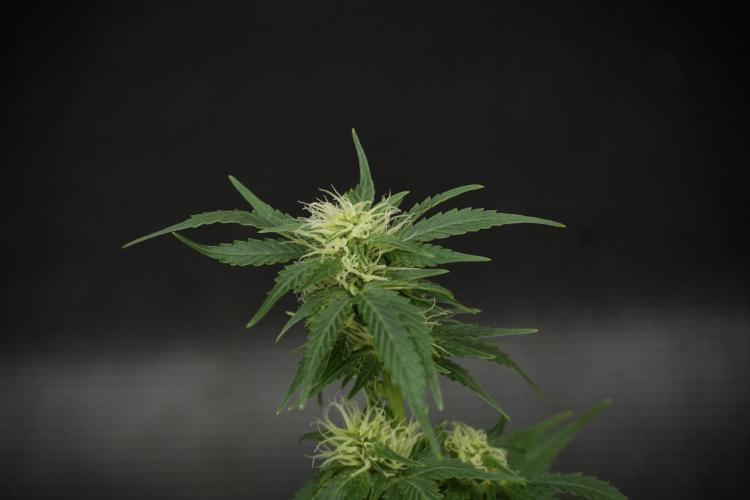 GMO Cookies Served with extra curiosity. Week 9 - GMO Cookies 