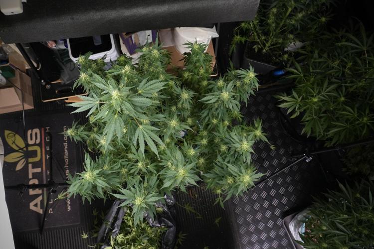 GMO Cookies Served with extra curiosity. Week 9 - GMO Cookies 