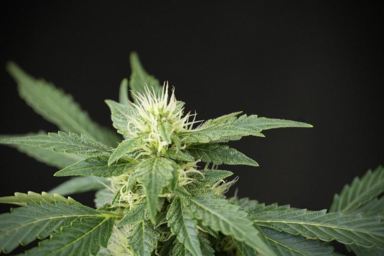 GMO Cookies Served with extra curiosity. Week 9 - GMO Cookies 
