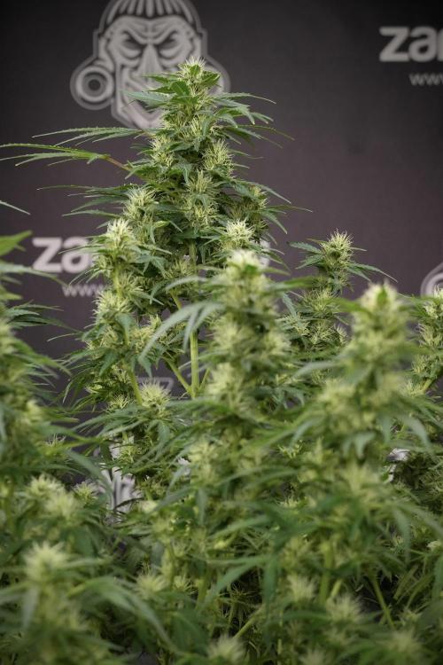 GMO Cookies Served with extra curiosity. Week 9 - GMO Cookies 