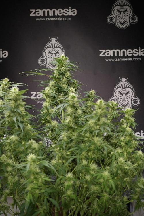GMO Cookies Served with extra curiosity. Week 9 - GMO Cookies 