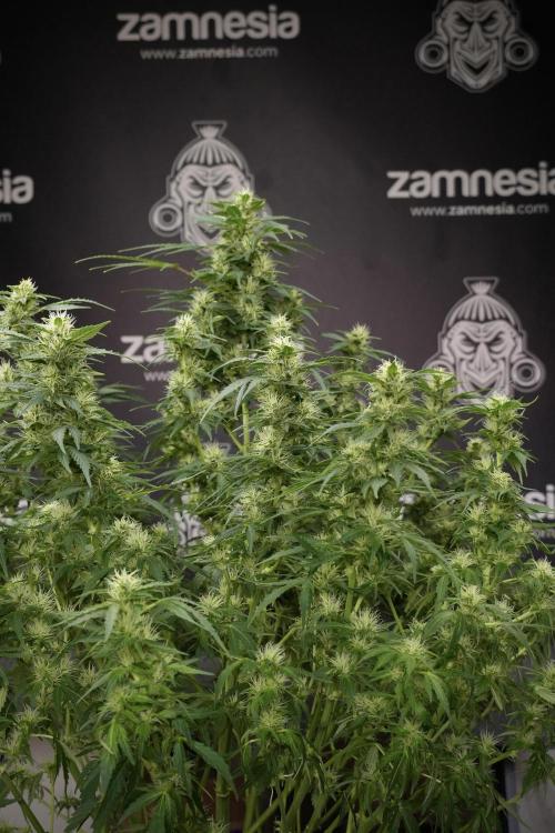 GMO Cookies Served with extra curiosity. Week 9 - GMO Cookies 