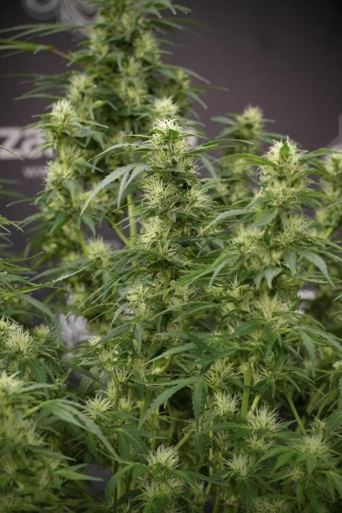 GMO Cookies Served with extra curiosity. Week 9 - GMO Cookies 