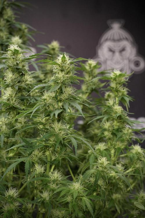 GMO Cookies Served with extra curiosity. Week 9 - GMO Cookies 