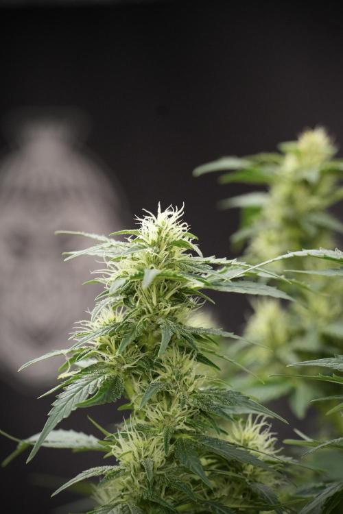 GMO Cookies Served with extra curiosity. Week 9 - GMO Cookies 