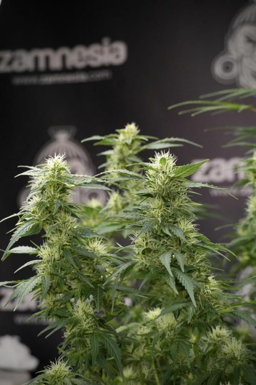 GMO Cookies Served with extra curiosity. Week 9 - GMO Cookies 