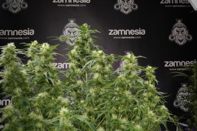 GMO Cookies Served with extra curiosity. Week 9 - GMO Cookies 