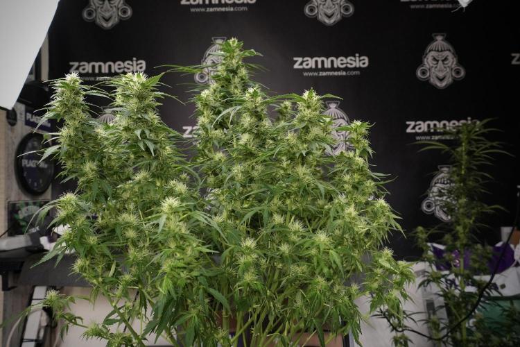 GMO Cookies Served with extra curiosity. Week 9 - GMO Cookies 