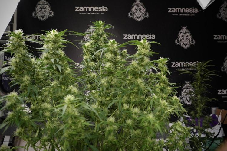 GMO Cookies Served with extra curiosity. Week 9 - GMO Cookies 