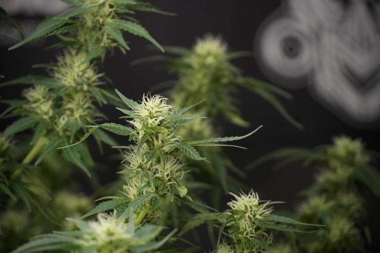 GMO Cookies Served with extra curiosity. Week 9 - GMO Cookies 