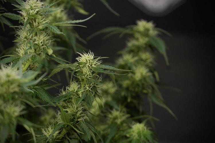 GMO Cookies Served with extra curiosity. Week 9 - GMO Cookies 