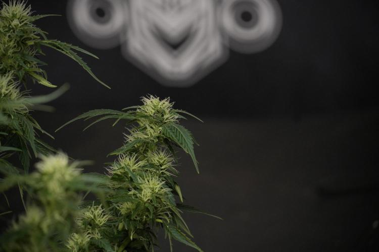 GMO Cookies Served with extra curiosity. Week 9 - GMO Cookies 