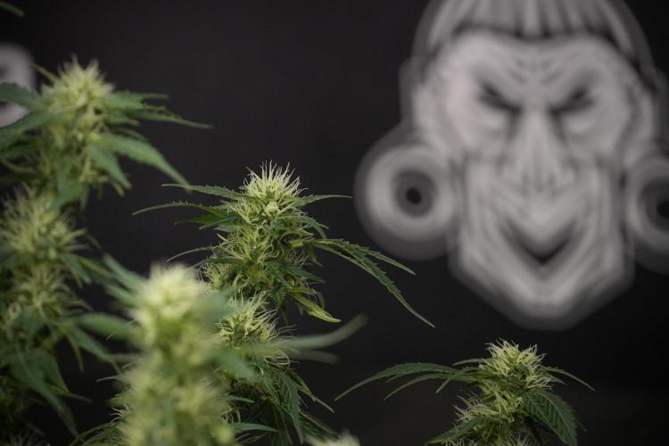 GMO Cookies Served with extra curiosity. Week 9 - GMO Cookies 