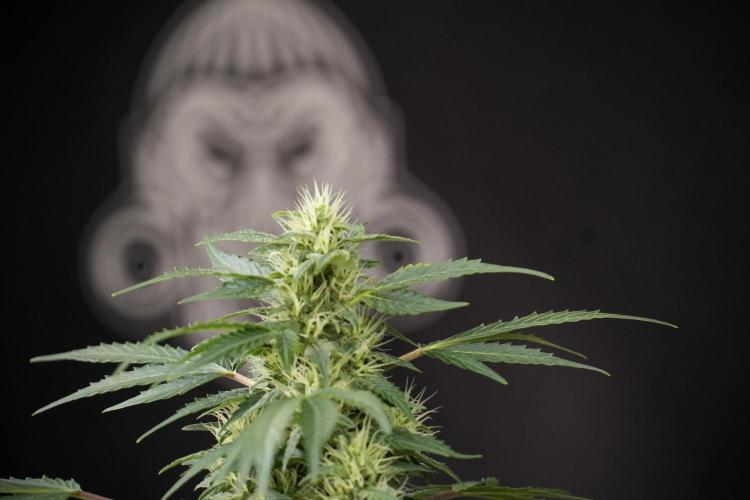 GMO Cookies Served with extra curiosity. Week 9 - GMO Cookies 