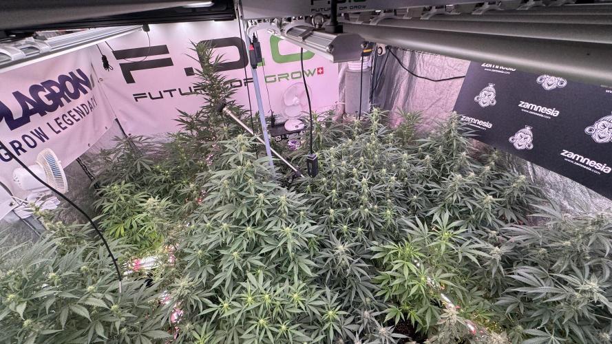 GMO Cookies Served with extra curiosity. Week 9 - Room and Vibes