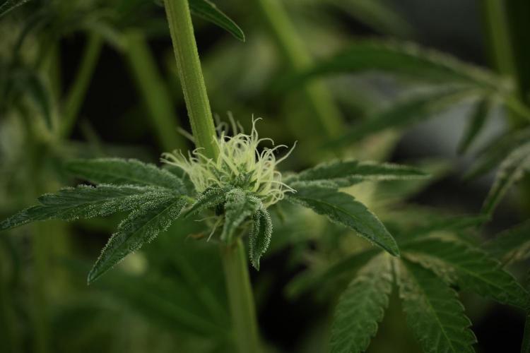 TicaL X Zamnesia-NectarDrip pack#268/750. Week 11 - Trained Nectar Drip , way smaller plant 