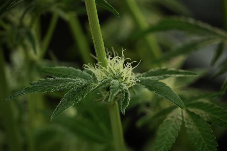 TicaL X Zamnesia-NectarDrip pack#268/750. Week 11 - Trained Nectar Drip , way smaller plant 