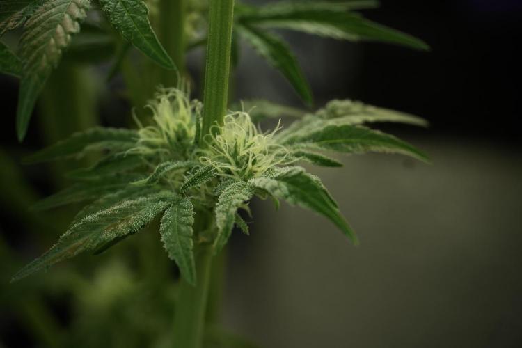 TicaL X Zamnesia-NectarDrip pack#268/750. Week 11 - Trained Nectar Drip , way smaller plant 