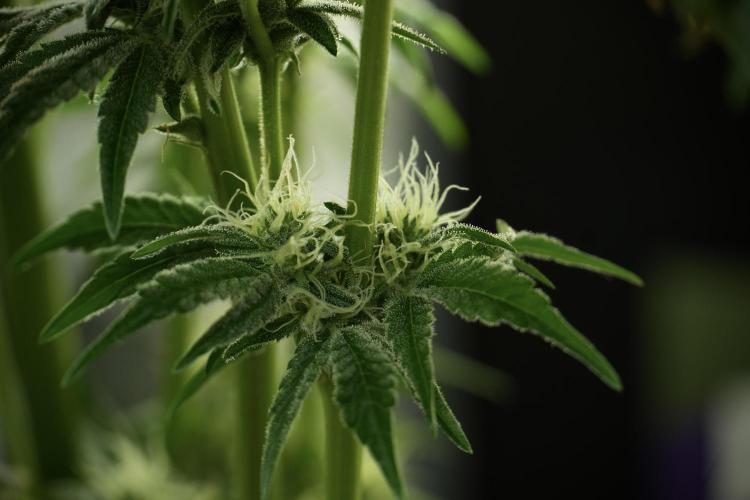 TicaL X Zamnesia-NectarDrip pack#268/750. Week 11 - Trained Nectar Drip , way smaller plant 
