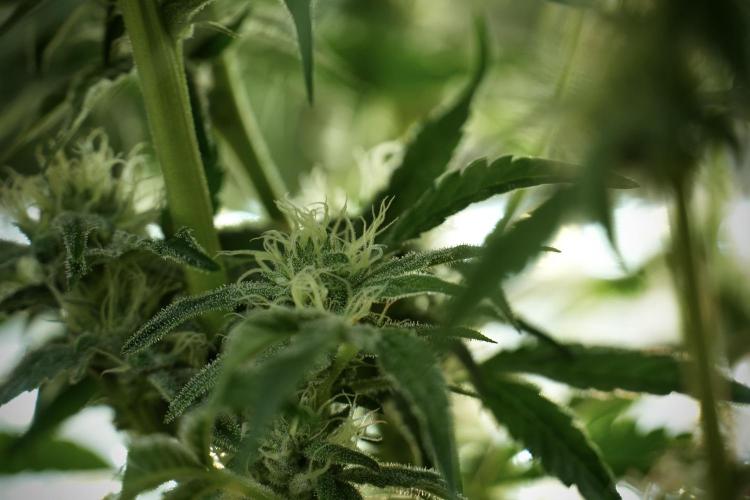 TicaL X Zamnesia-NectarDrip pack#268/750. Week 11 - Trained Nectar Drip , way smaller plant 