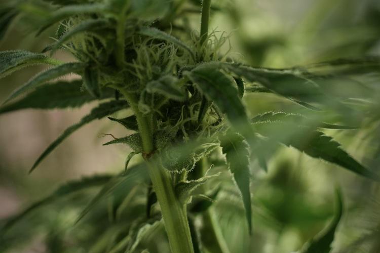 TicaL X Zamnesia-NectarDrip pack#268/750. Week 11 - Trained Nectar Drip , way smaller plant 