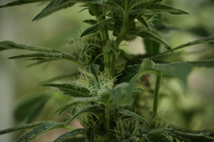 TicaL X Zamnesia-NectarDrip pack#268/750. Week 11 - Trained Nectar Drip , way smaller plant 