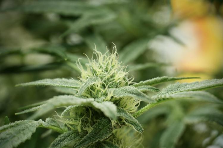 TicaL X Zamnesia-NectarDrip pack#268/750. Week 11 - Trained Nectar Drip , way smaller plant 