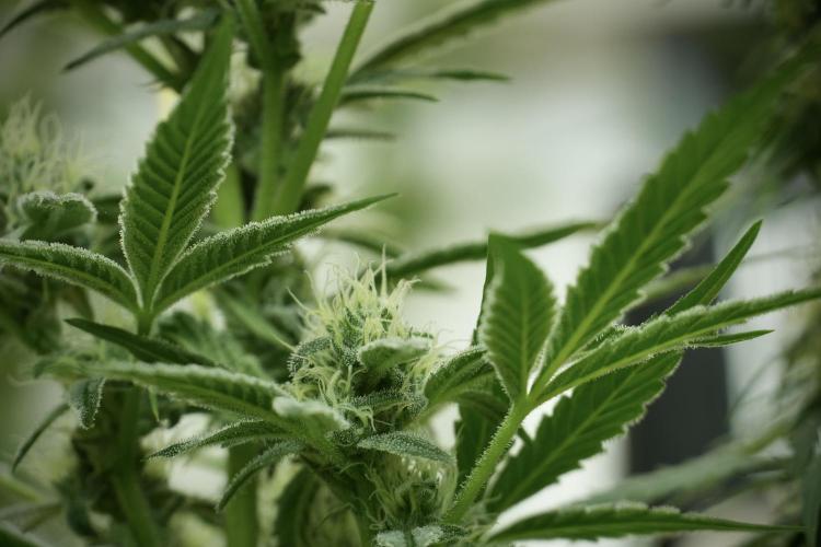 TicaL X Zamnesia-NectarDrip pack#268/750. Week 11 - Trained Nectar Drip , way smaller plant 