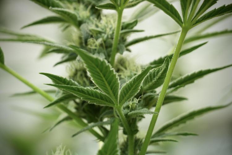 TicaL X Zamnesia-NectarDrip pack#268/750. Week 11 - Trained Nectar Drip , way smaller plant 