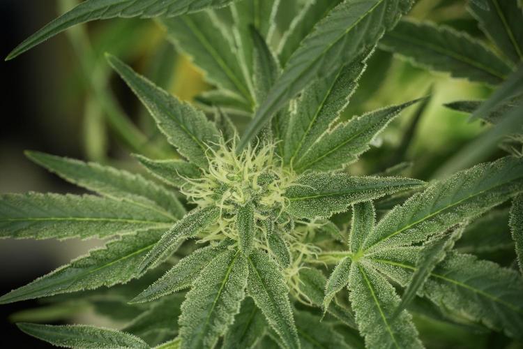 TicaL X Zamnesia-NectarDrip pack#268/750. Week 11 - Trained Nectar Drip , way smaller plant 