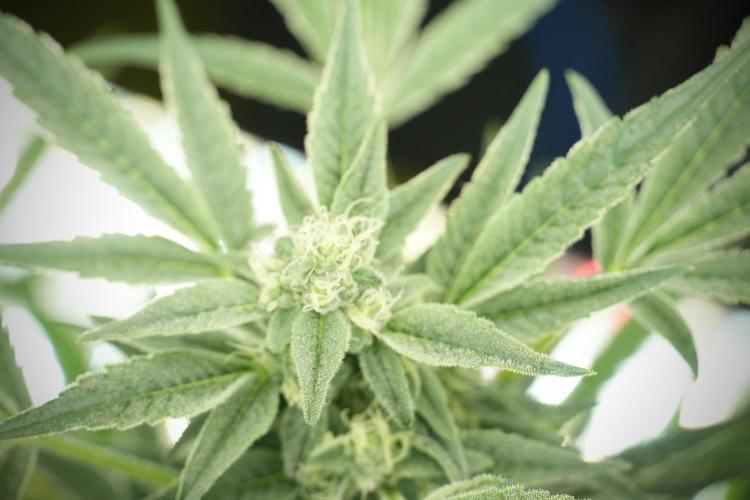 TicaL X Zamnesia-NectarDrip pack#268/750. Week 11 - Trained Nectar Drip , way smaller plant 