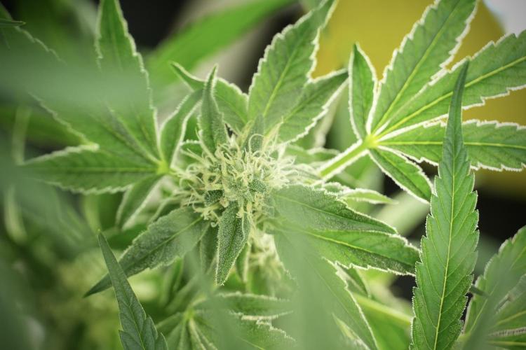 TicaL X Zamnesia-NectarDrip pack#268/750. Week 11 - Trained Nectar Drip , way smaller plant 