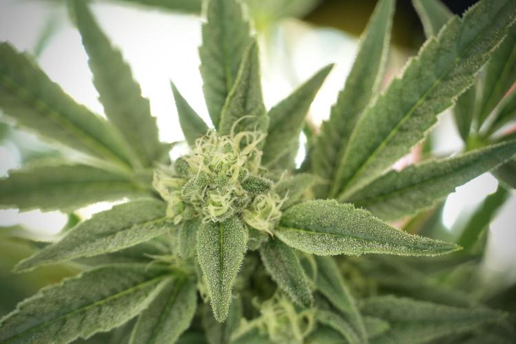 TicaL X Zamnesia-NectarDrip pack#268/750. Week 11 - Trained Nectar Drip , way smaller plant 