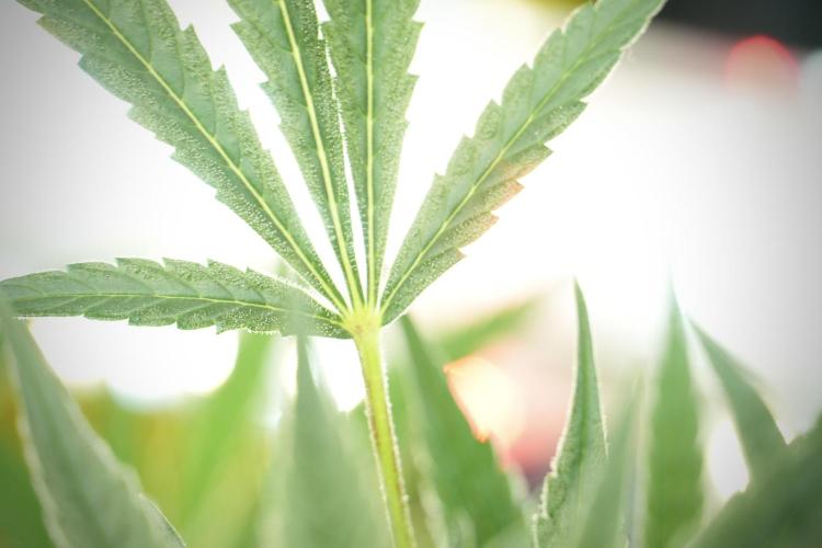 TicaL X Zamnesia-NectarDrip pack#268/750. Week 11 - Trained Nectar Drip , way smaller plant 