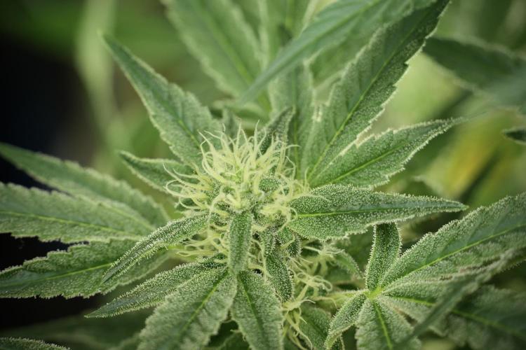 TicaL X Zamnesia-NectarDrip pack#268/750. Week 11 - Trained Nectar Drip , way smaller plant 