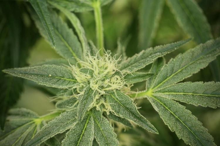 TicaL X Zamnesia-NectarDrip pack#268/750. Week 11 - Trained Nectar Drip , way smaller plant 