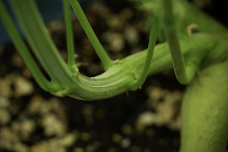 TicaL X Zamnesia-NectarDrip pack#268/750. Week 11 - Trained Nectar Drip , way smaller plant 