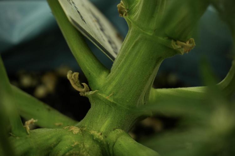 TicaL X Zamnesia-NectarDrip pack#268/750. Week 11 - Trained Nectar Drip , way smaller plant 