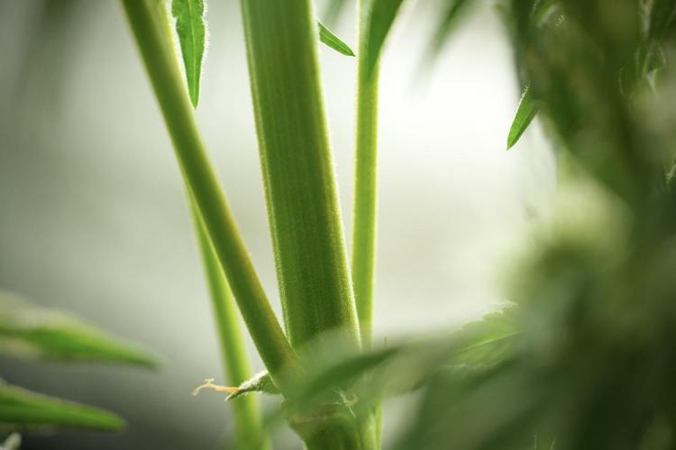 TicaL X Zamnesia-NectarDrip pack#268/750. Week 11 - Trained Nectar Drip , way smaller plant 