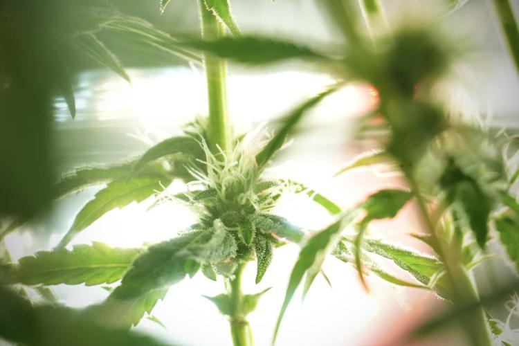TicaL X Zamnesia-NectarDrip pack#268/750. Week 11 - Trained Nectar Drip , way smaller plant 