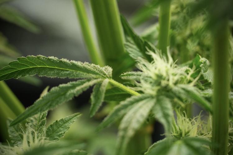 TicaL X Zamnesia-NectarDrip pack#268/750. Week 11 - Trained Nectar Drip , way smaller plant 