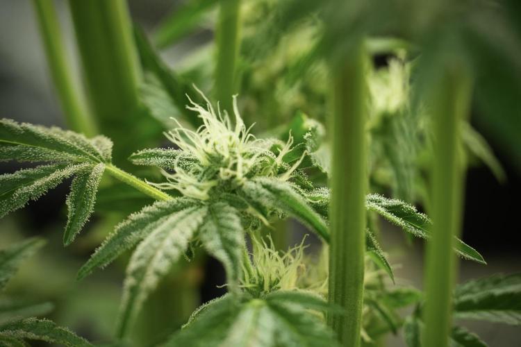 TicaL X Zamnesia-NectarDrip pack#268/750. Week 11 - Trained Nectar Drip , way smaller plant 