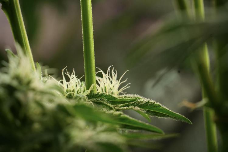 TicaL X Zamnesia-NectarDrip pack#268/750. Week 11 - Trained Nectar Drip , way smaller plant 
