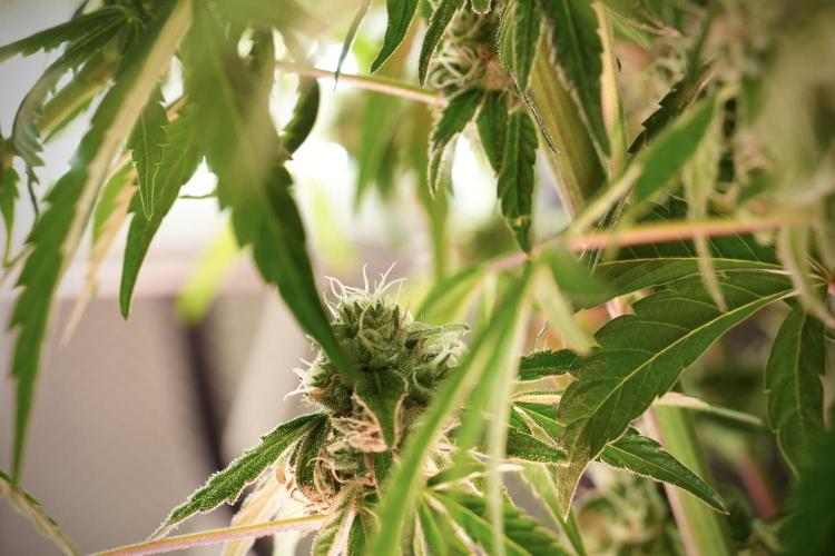 TicaL X Zamnesia-NectarDrip pack#268/750. Week 11 - Trained Nectar Drip , way smaller plant 